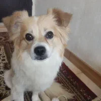 سگ پامرین روباهی