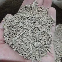 زیره شمارا نقدا خریداریم