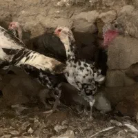 بوقلمون