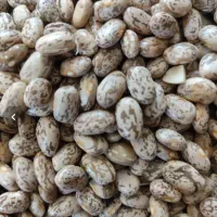 لوبیا چیتی