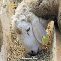 گوسفند بره شیشک میش پروار باقصاب