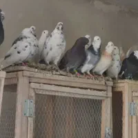 کبوتر