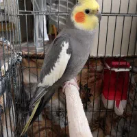 عروس هلندی نر ۶ ماهه