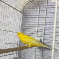 فروش قناری نر مست و آماده