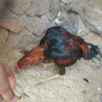 خروس لاری
