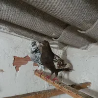 یک جفت کبوتر انگلیسی و ایرانی
