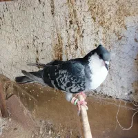 کبوترکراباتی سبزماده لامپ درست
