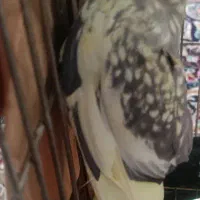 عروس هلندی
