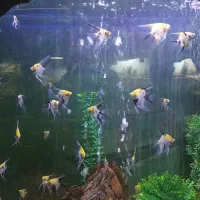 فروش سیم کارت خط یک