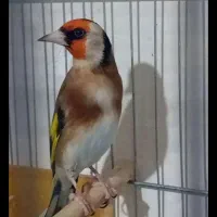 سهره4 دهنی لر  سالم خون