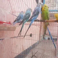 دو جفت مرغ عشق انگلیسی