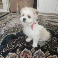 سگ عروسکی