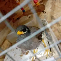 مرغ مینا