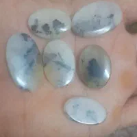 6نگین شجر فسا