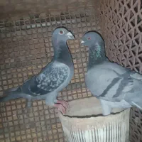 60 عدد کبوتر اصیل