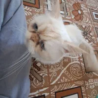 گربه پرشین فلت