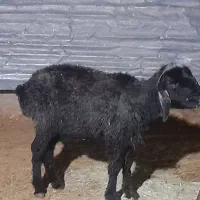 فروش میش