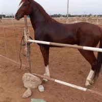 اسب