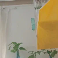 سهره کرمانی مست خون