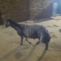قوچ دوقلو زا