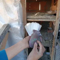 کفتر پرشی|پرنده|ساری, |دیوار