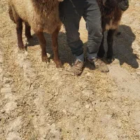 ماهشهر جراحی روستا