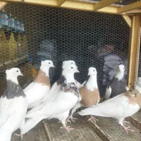 طوقی|پرنده|داران, |دیوار