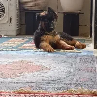 سگ ژرمن