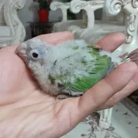 جوجه گرینچیک