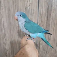 راهب|پرنده|ارومیه, |دیوار