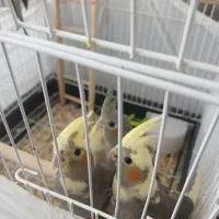 عروس هلندی