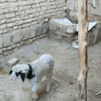 بره نروبزغاله نرگاو میش بز گوسفند