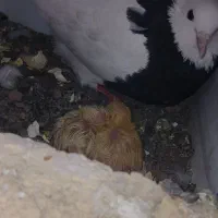 چند عدد کفتر جفتگاه طوقی و ساده با جوجه