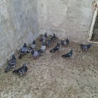پلاکی اصلی