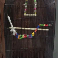 قفس بزرگ عروس