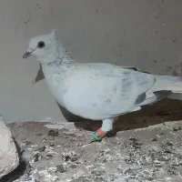 پاکستانی کاکلی