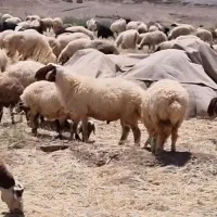 قوچ فروشی
