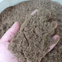 فرس (کود) مگس سرباز سیاه