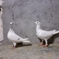 کفتر سار سرور سوسکی