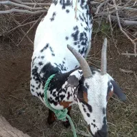 گوسفند فروشی