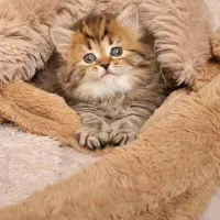 گربه بریتیش گلد لانگ هیر. دختر. ماده