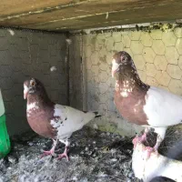 کبوتر میولمنز درجه ۱