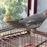 یک جفت عروس هلندی اهلی