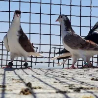 کفتر صید پرشی کفتر سیاه پاک کفتر چپ کفتر ساده