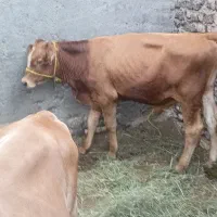گوساله نر فروشی