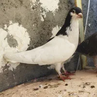کفتر
