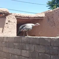 بوقلمون ماده جوان محلی
