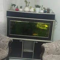 اکواریوم وماهی