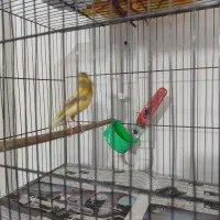 پرنده|پرنده|خمین, |دیوار