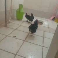 جوجه ۶۰ روزه